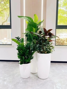 鄞州盆景出租，为空间增添独特自然韵味