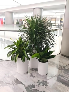 宁波奉化绿植租摆价格是多少？速看这篇全知道！